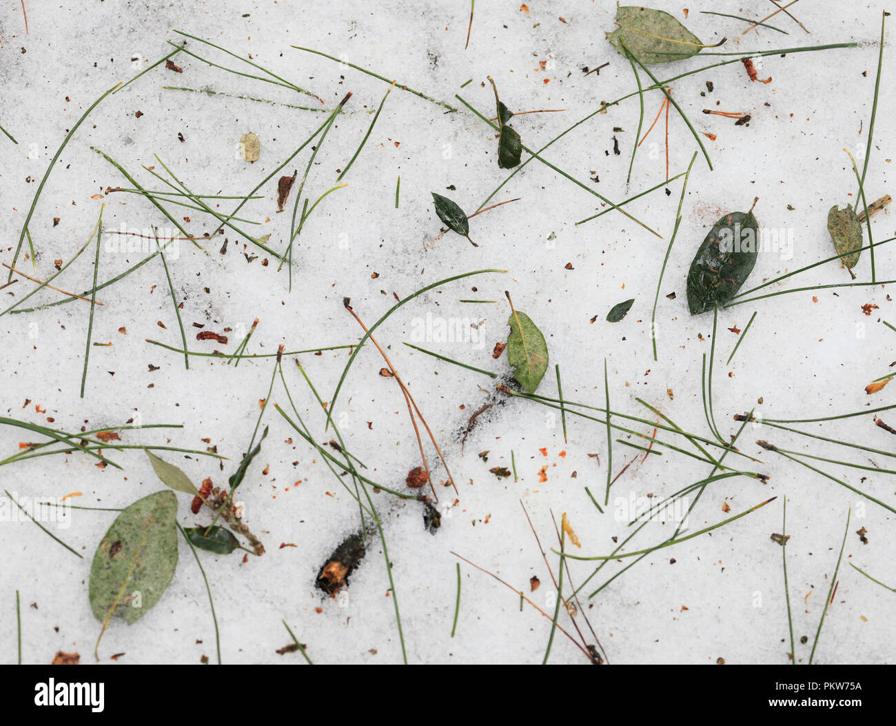 Tannennadeln und Blätter auf dem schneebedeckten Boden in einem Wald. Stockfoto