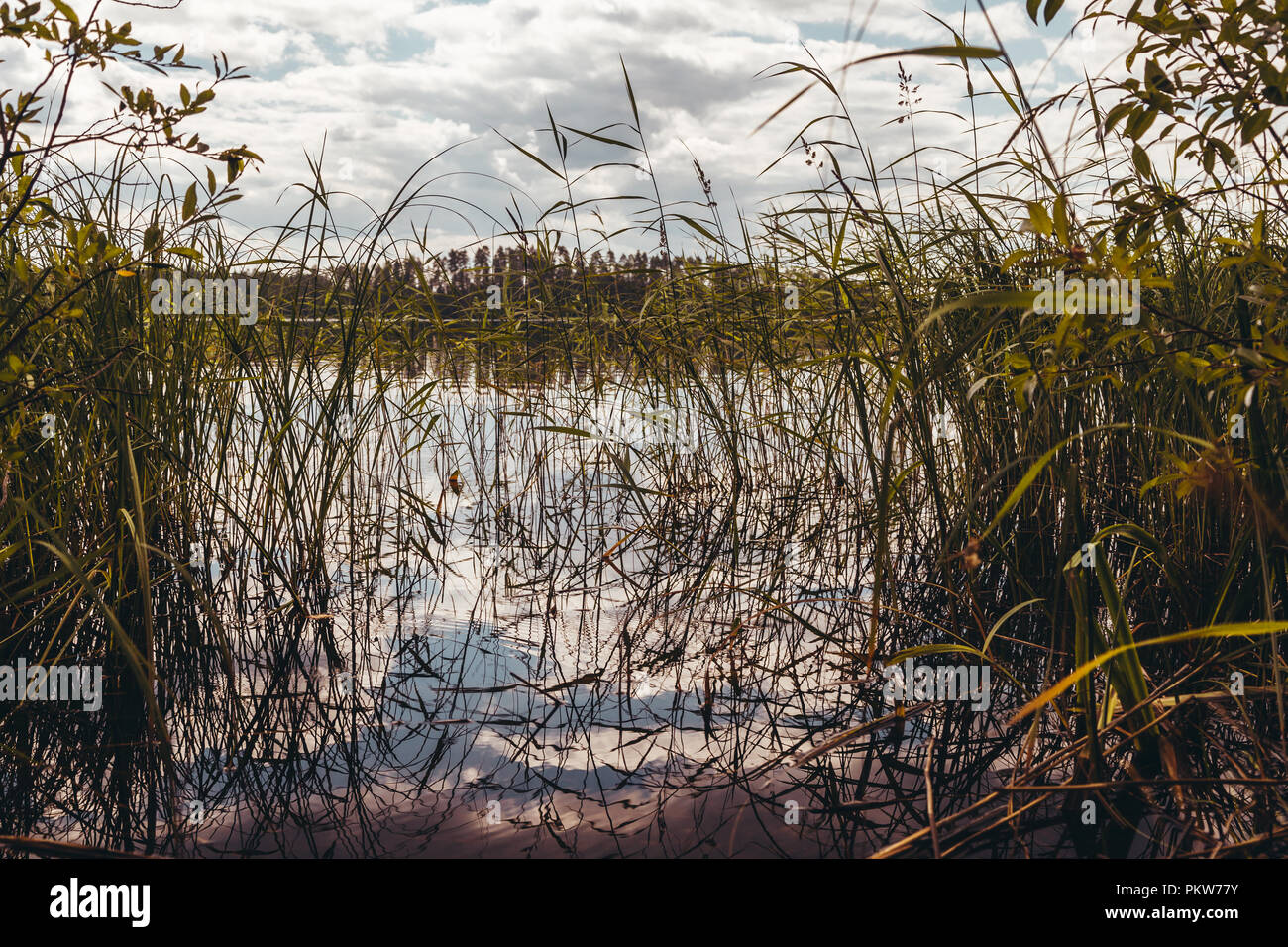 Schilf im Wasser an einem sonnigen Tag in Finnland Stockfoto