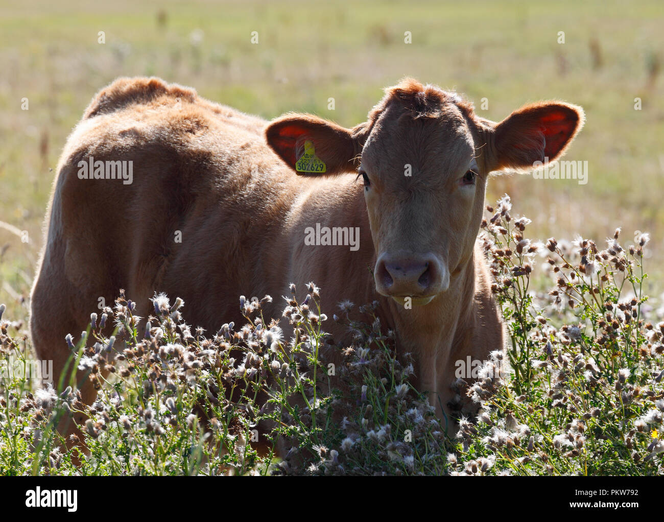 Kuh mit Hintergrundbeleuchtung in Sonnenschein in Weiden Wiesen an der Küste von Norfolk. Stockfoto