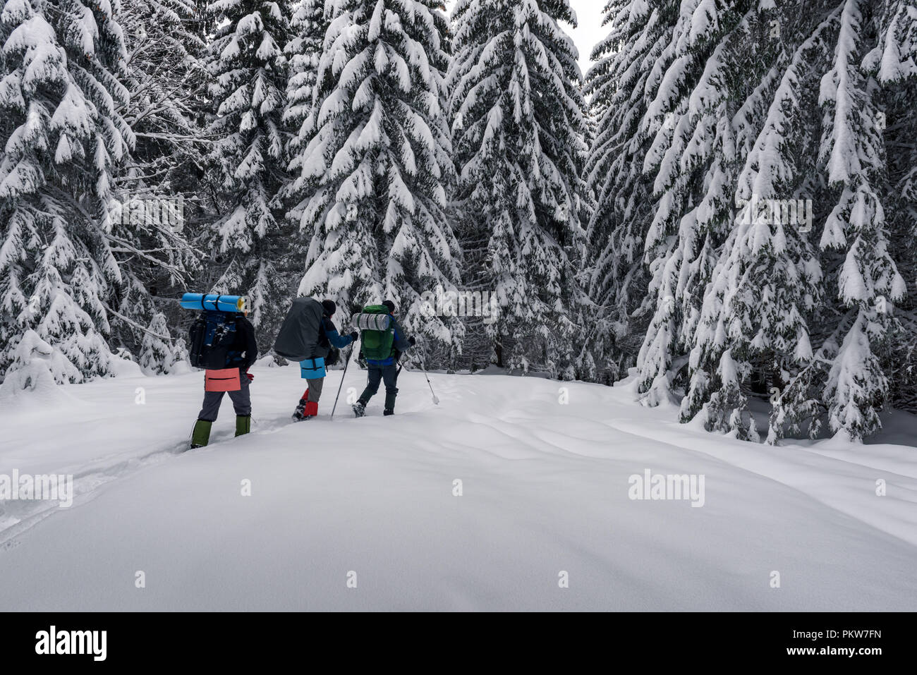 Drei Touristen mit einem Rucksack in den verschneiten Wald Stockfoto