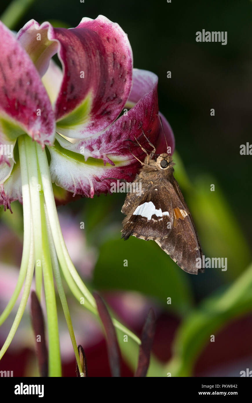 Silver-Spotted Skipper Schmetterling - Epargyreus clarus Stockfoto