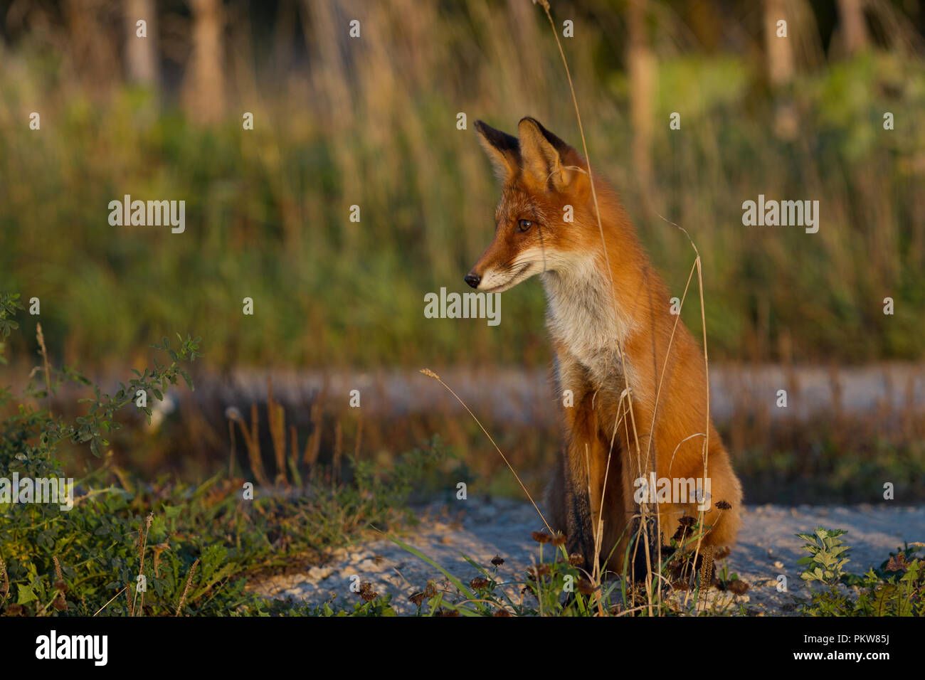 Ein nettes, junges, feurig, Red Fox Cub sitzt, erleuchtet von der Abendsonne, vor dem Hintergrund von Gras. Zur Seite schauen. Abendlicht. Ein. Landschaft. Stockfoto