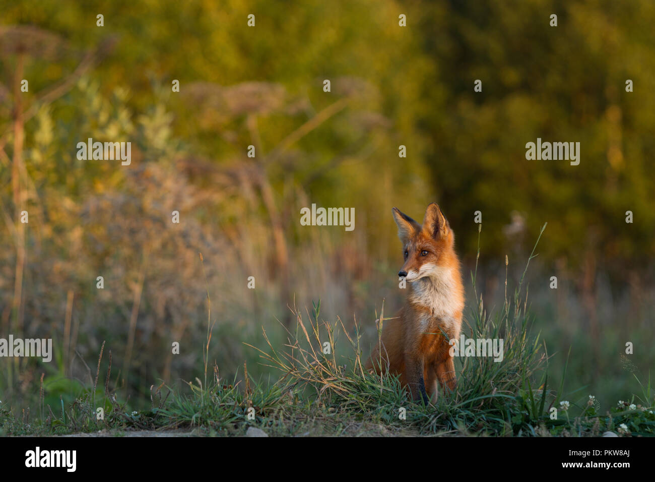 Ein nettes, junges, feurig, Red Fox Cub sitzt, erleuchtet von der Abendsonne, vor dem Hintergrund von Gras. Zur Seite schauen. Abendlicht. Ein. Landschaft. Stockfoto