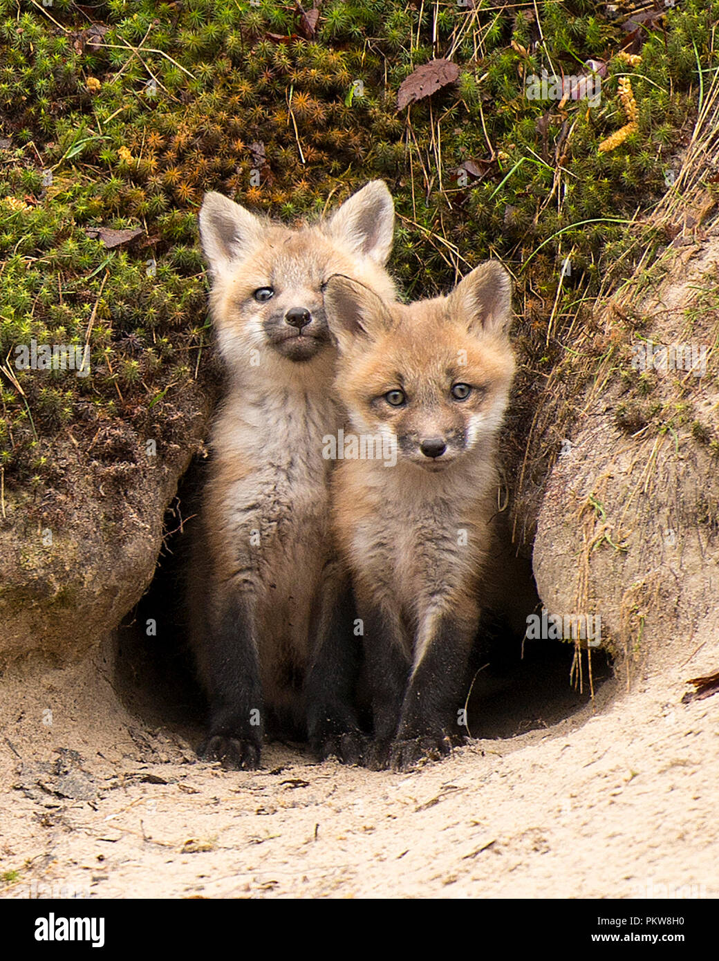 Red Fox Kits vor der Höhle geniessen ihre Umgebung. Stockfoto