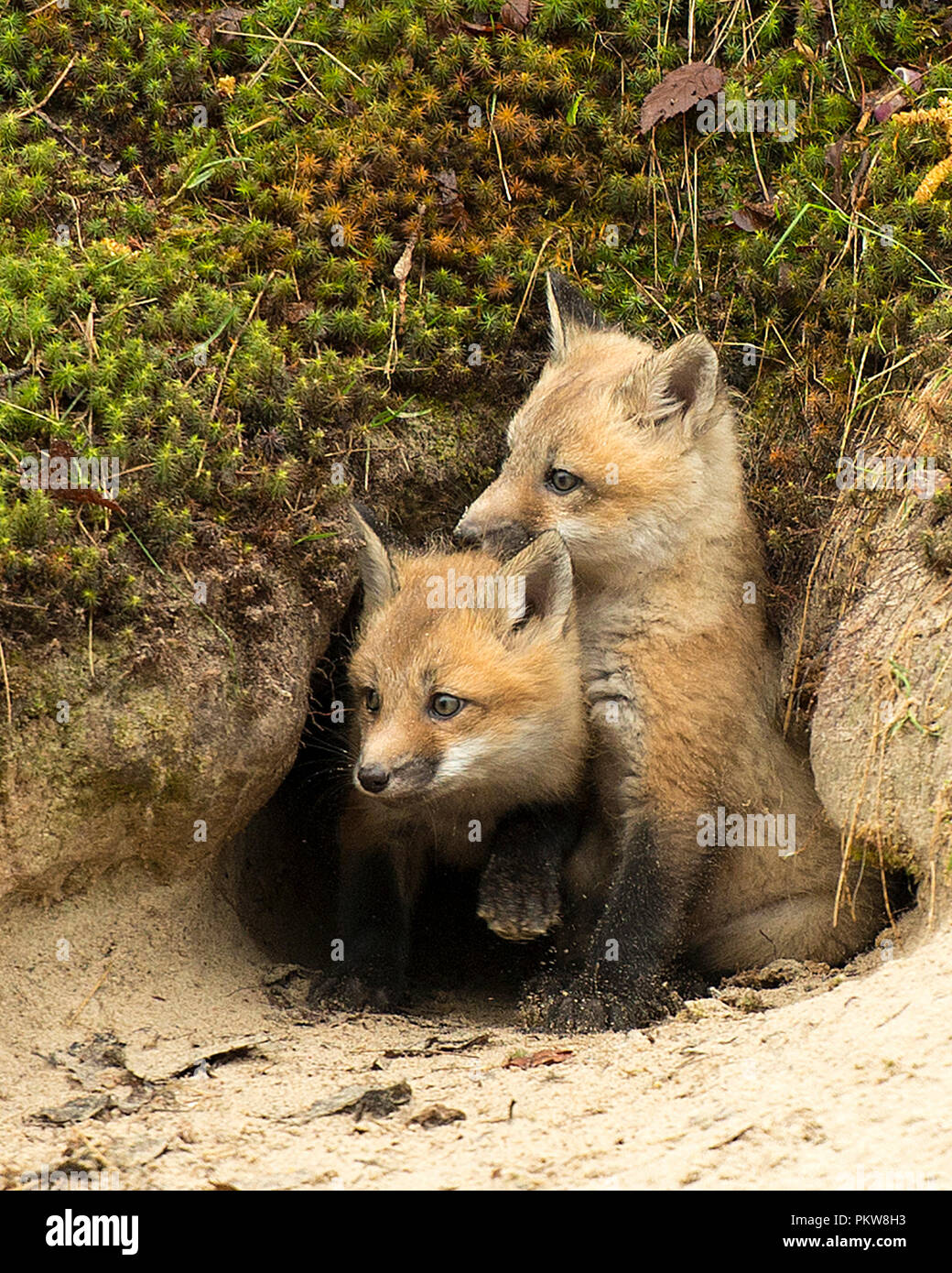 Red Fox Kits vor der Höhle geniessen ihre Umgebung. Stockfoto