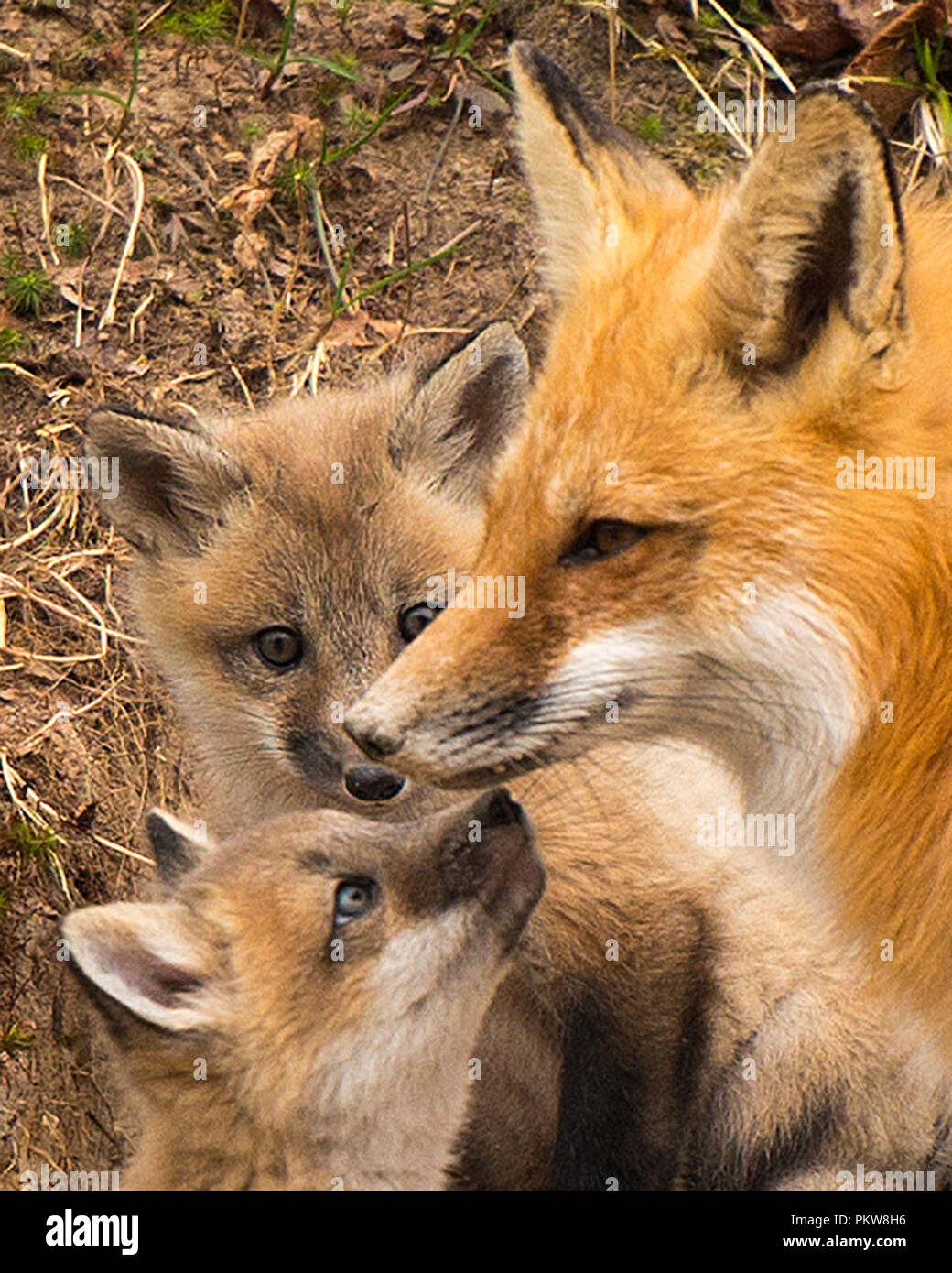 Red fox Kits mit Mutter posieren in einem mesmerzing Moment. Stockfoto