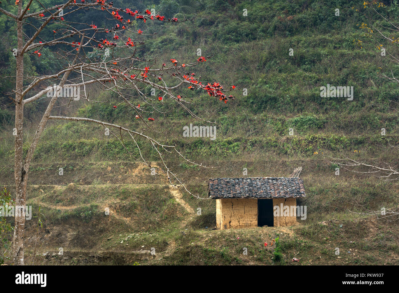 Vietnam Landschaft. Blühende Bombax Ceiba oder roter Seide Baumwolle Blume von dem alten Haus Stockfoto