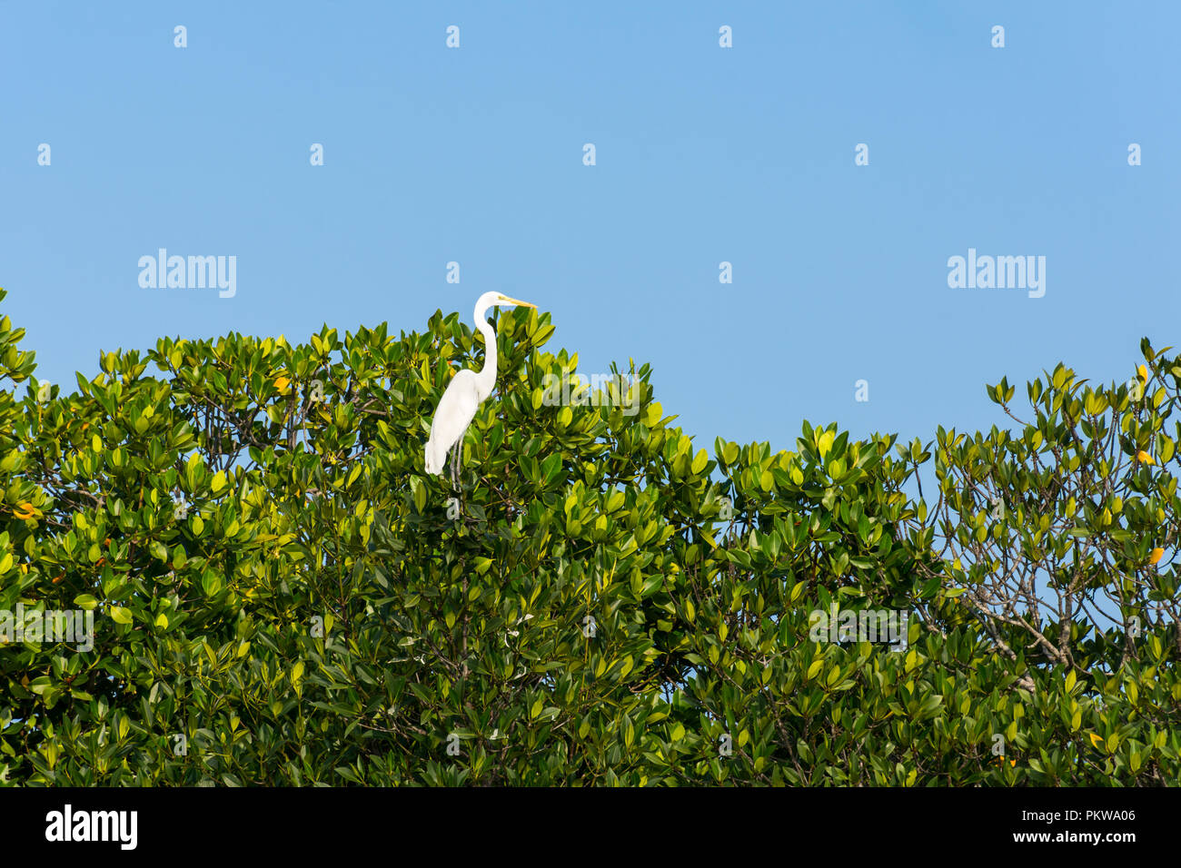 Ein Silberreiher auf einem Baum in Pichavaram Mangrovenwald Stockfoto