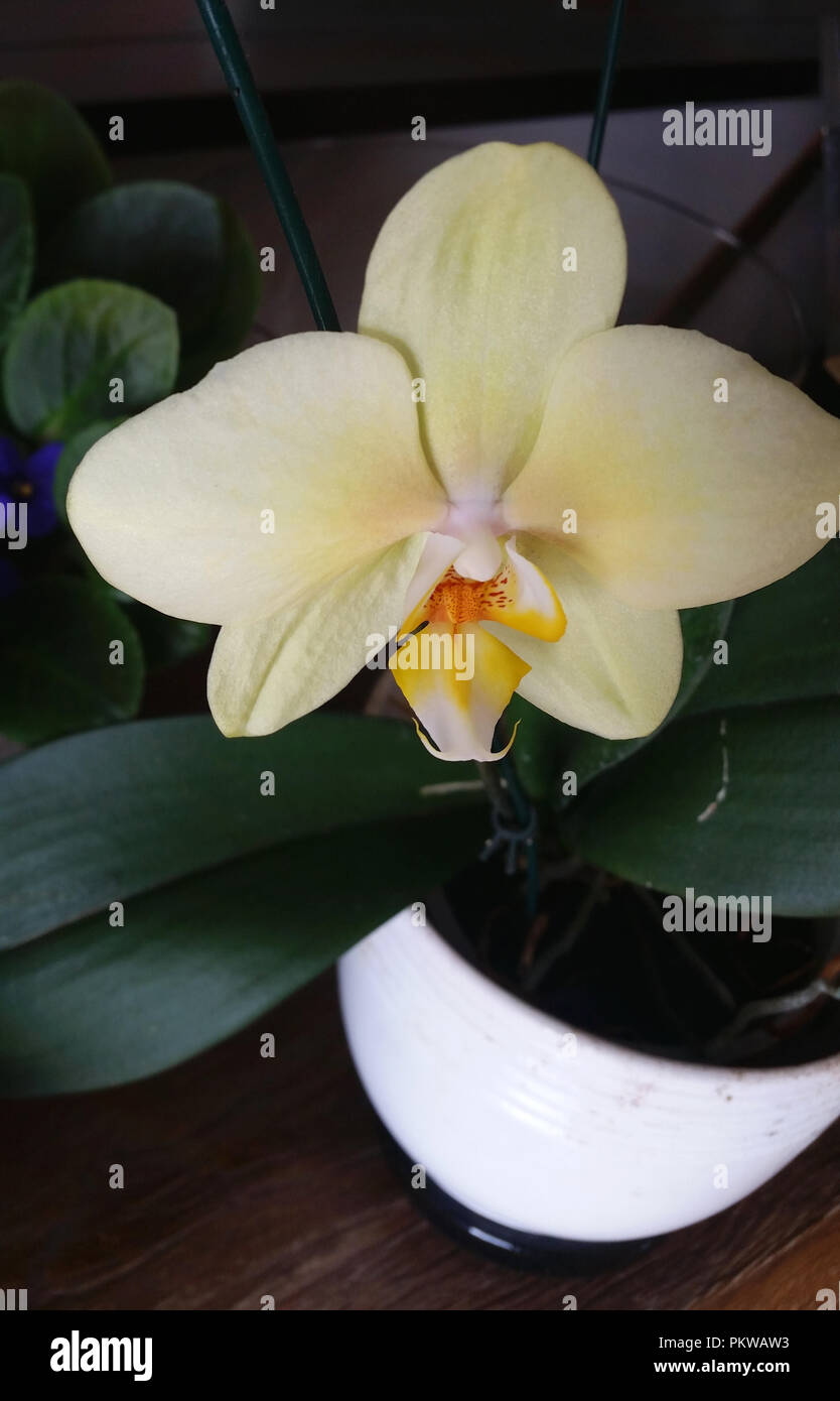 Weiße und gelbe Orchidee und grünen Hintergrund. Stockfoto