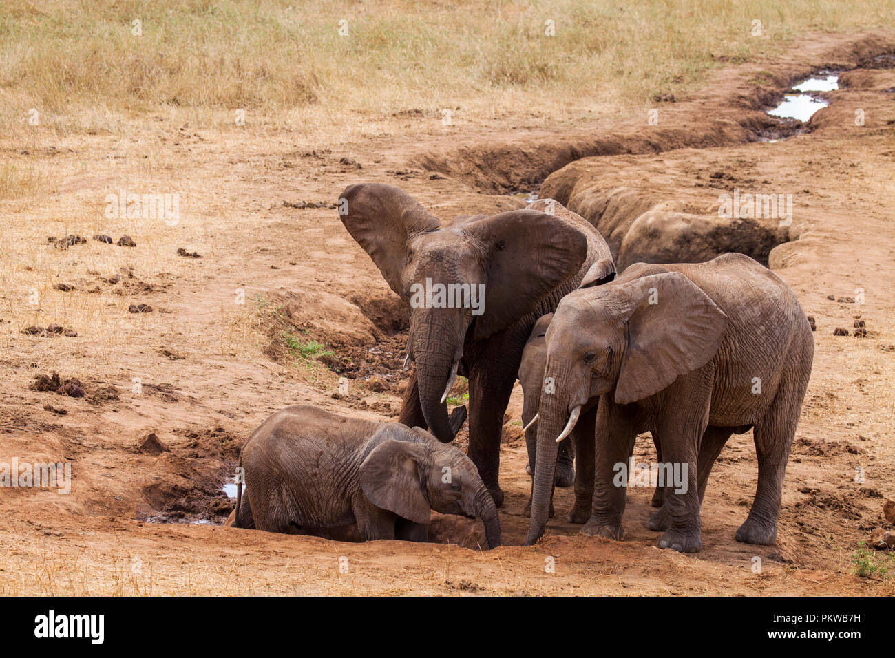 Elefanten im Tsavo Nationalpark in Kenia Stockfoto