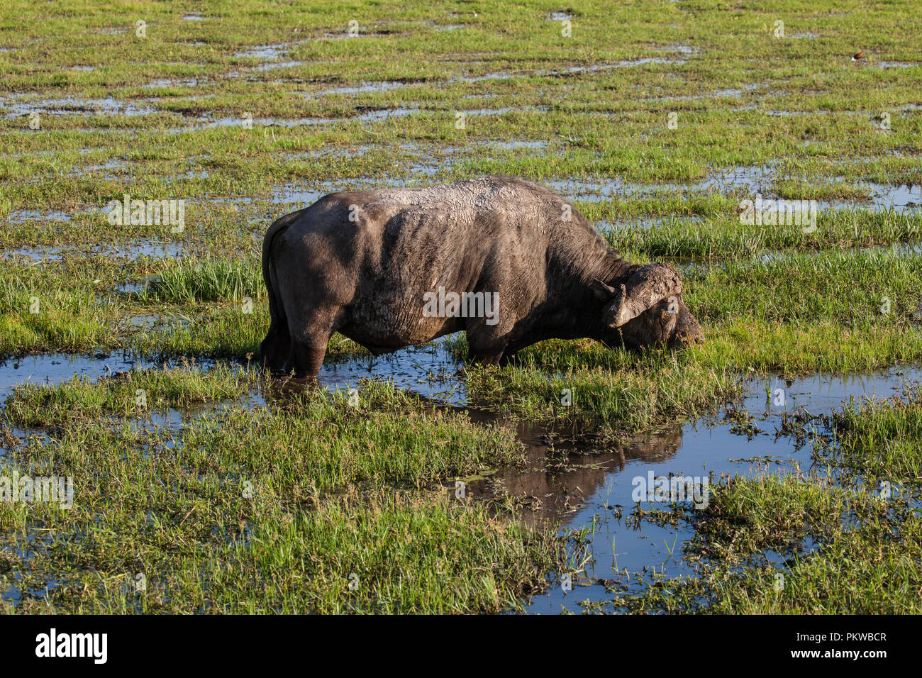 Wilde afrikanische Büffel im Amboseli Nationalpark in Kenia Stockfoto