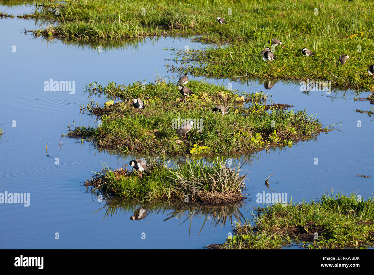 Vögel im Sumpf, Amboseli National Park, Kenia Stockfoto