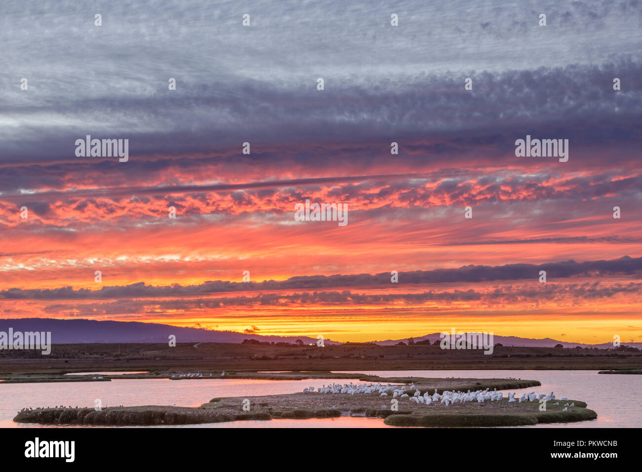 Herde der Großen weißen Pelikane thront in den Sumpfgebieten des Baylands Naturschutzgebiet mit der Dämmerung Himmel. Stockfoto