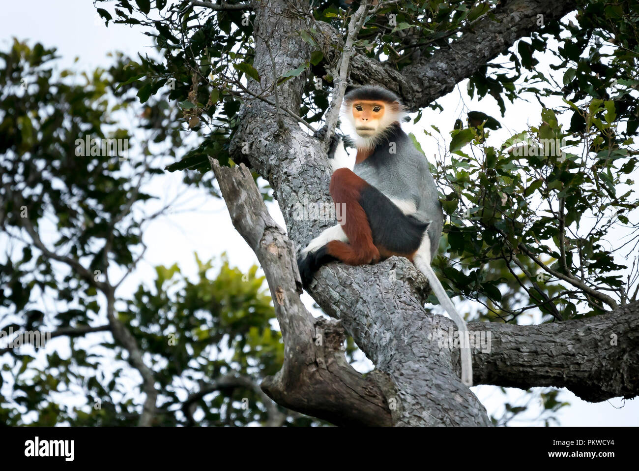 Rot-shanked Les Marines - Langur auf Son Tra Halbinsel in der Stadt Da Nang, Vietnam Stockfoto