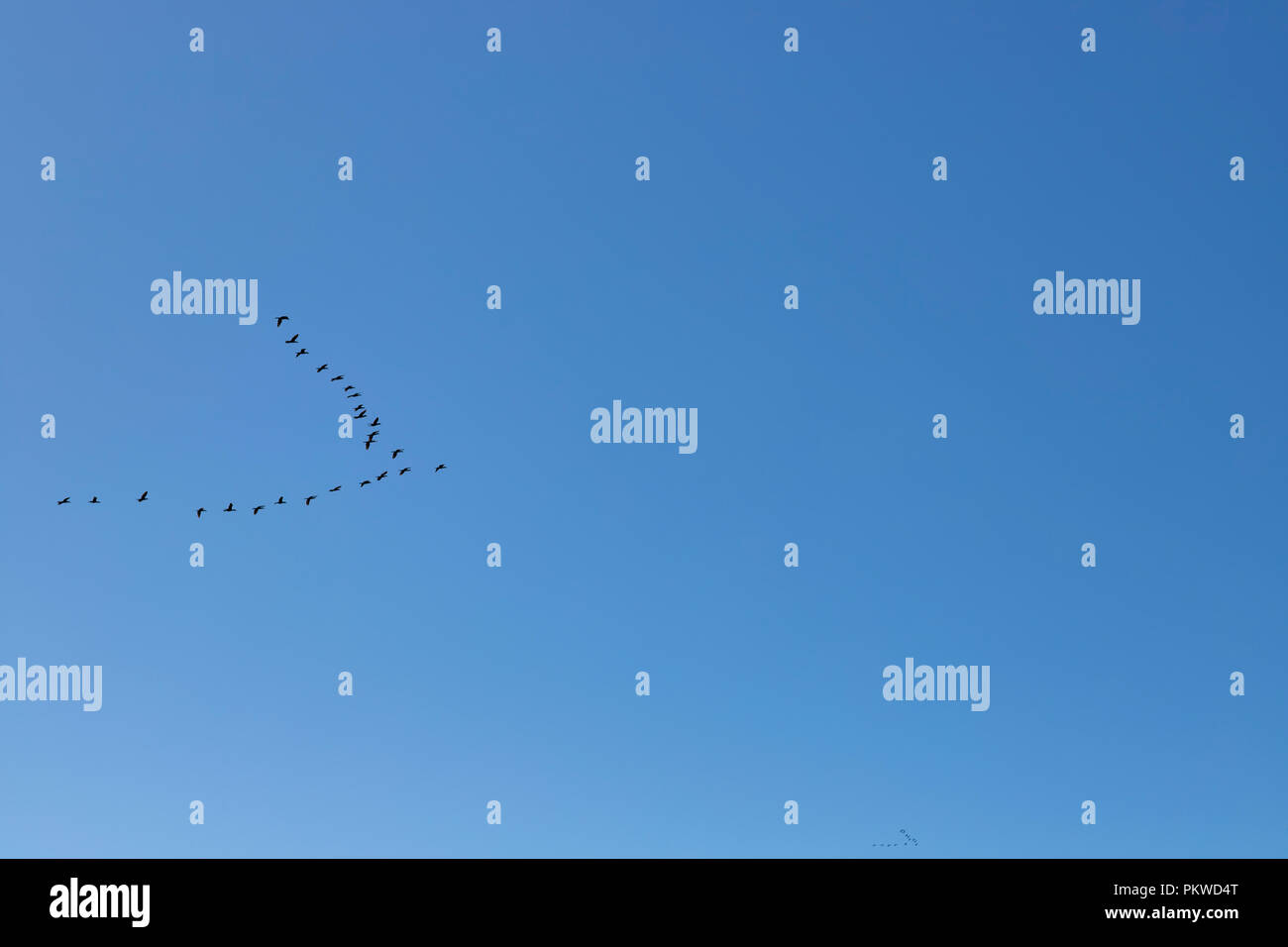 Vögel, die in Gruppen reisen. Stockfoto