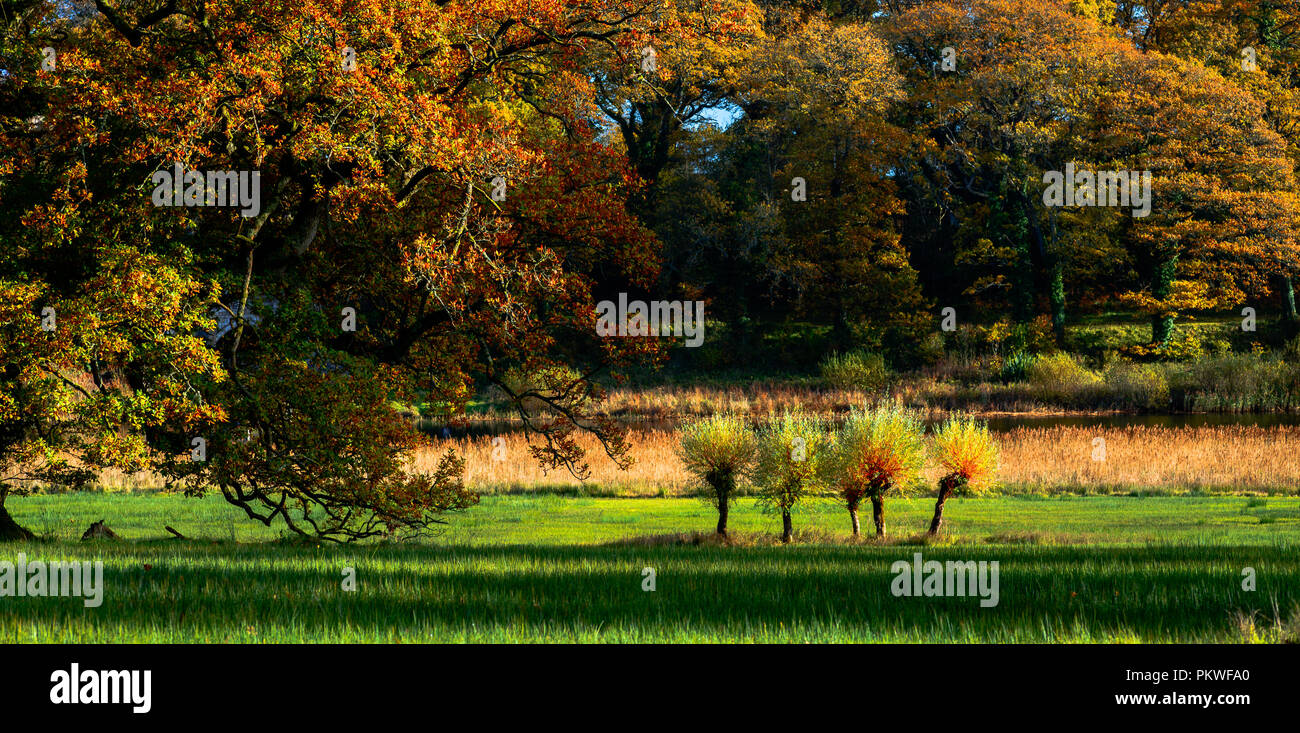 Bäume im Herbst in Farbe Stockfoto