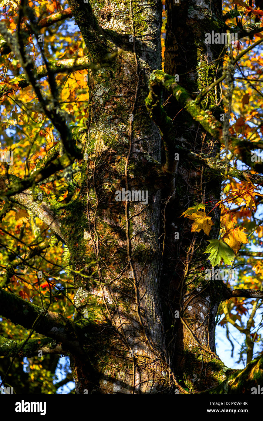 Bäume im Herbst in Farbe Stockfoto