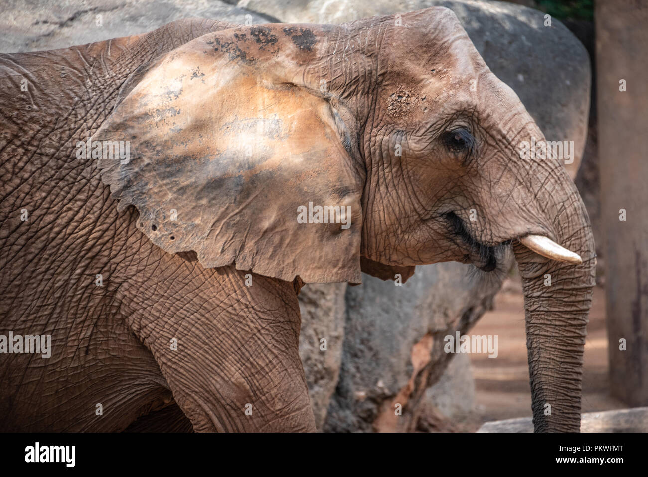 Afrikanischer Elefant (Loxodonta africana) am Zoo Atlanta in der Nähe der Innenstadt von Atlanta, Georgia. (USA) Stockfoto