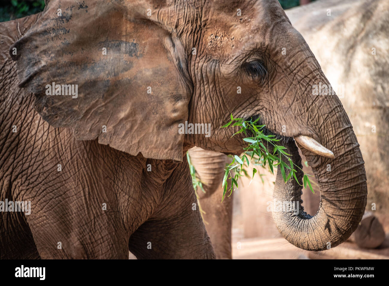 Afrikanischer Elefant (Loxodonta africana) essen Blätter und Zweige am Zoo Atlanta in der Nähe der Innenstadt von Atlanta, Georgia. (USA) Stockfoto