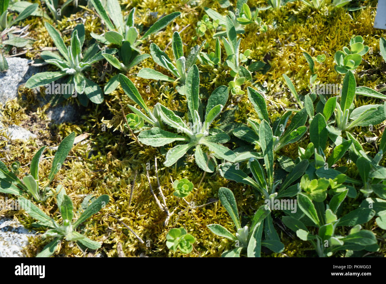 Seltene pflanzen in der familie der asteraceae Stockfotos und bilder