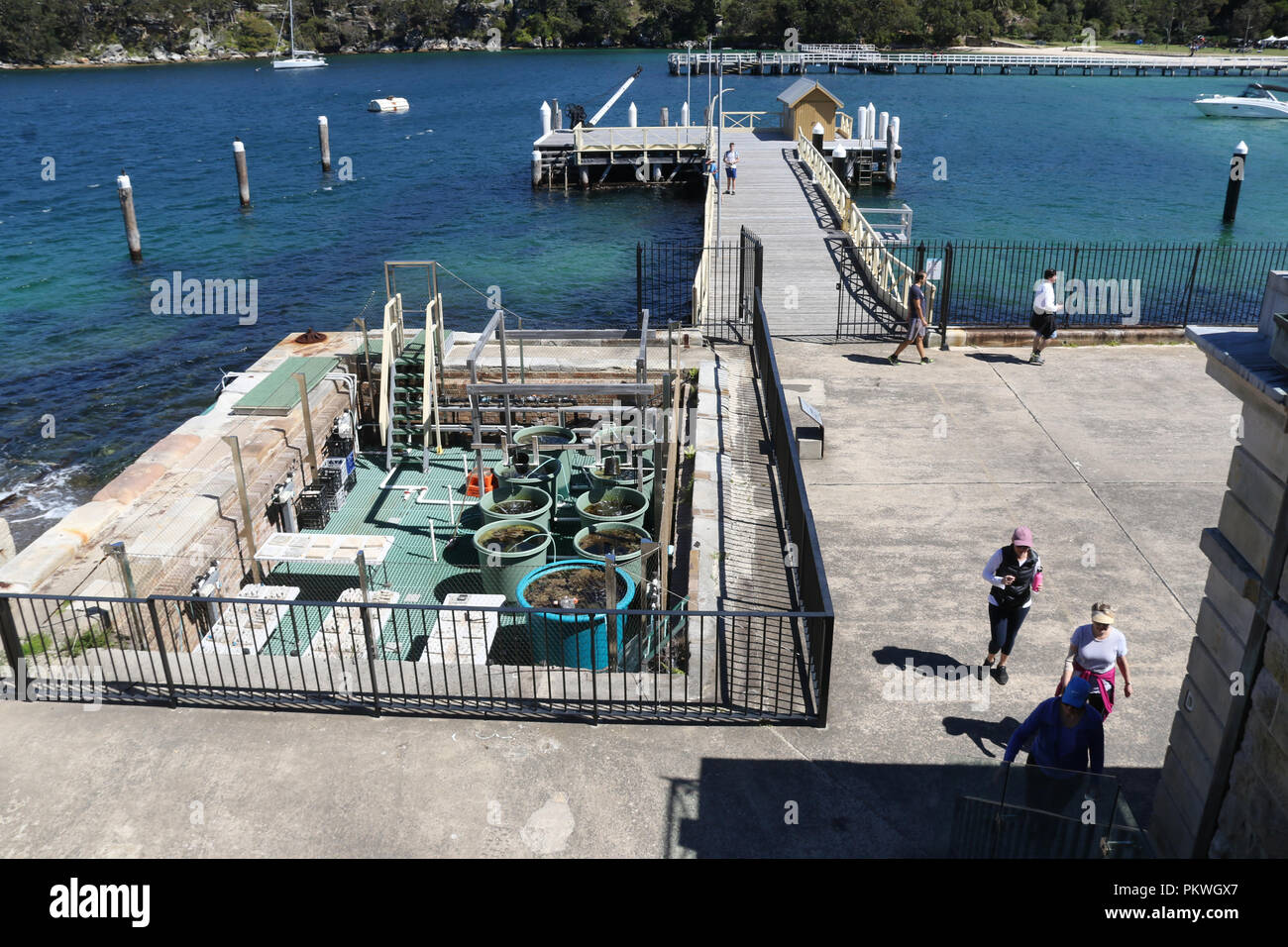 Eine Artenvielfalt Studie an der Sydney Institut für Meereswissenschaften, Chowder Bay, Mosman. Stockfoto