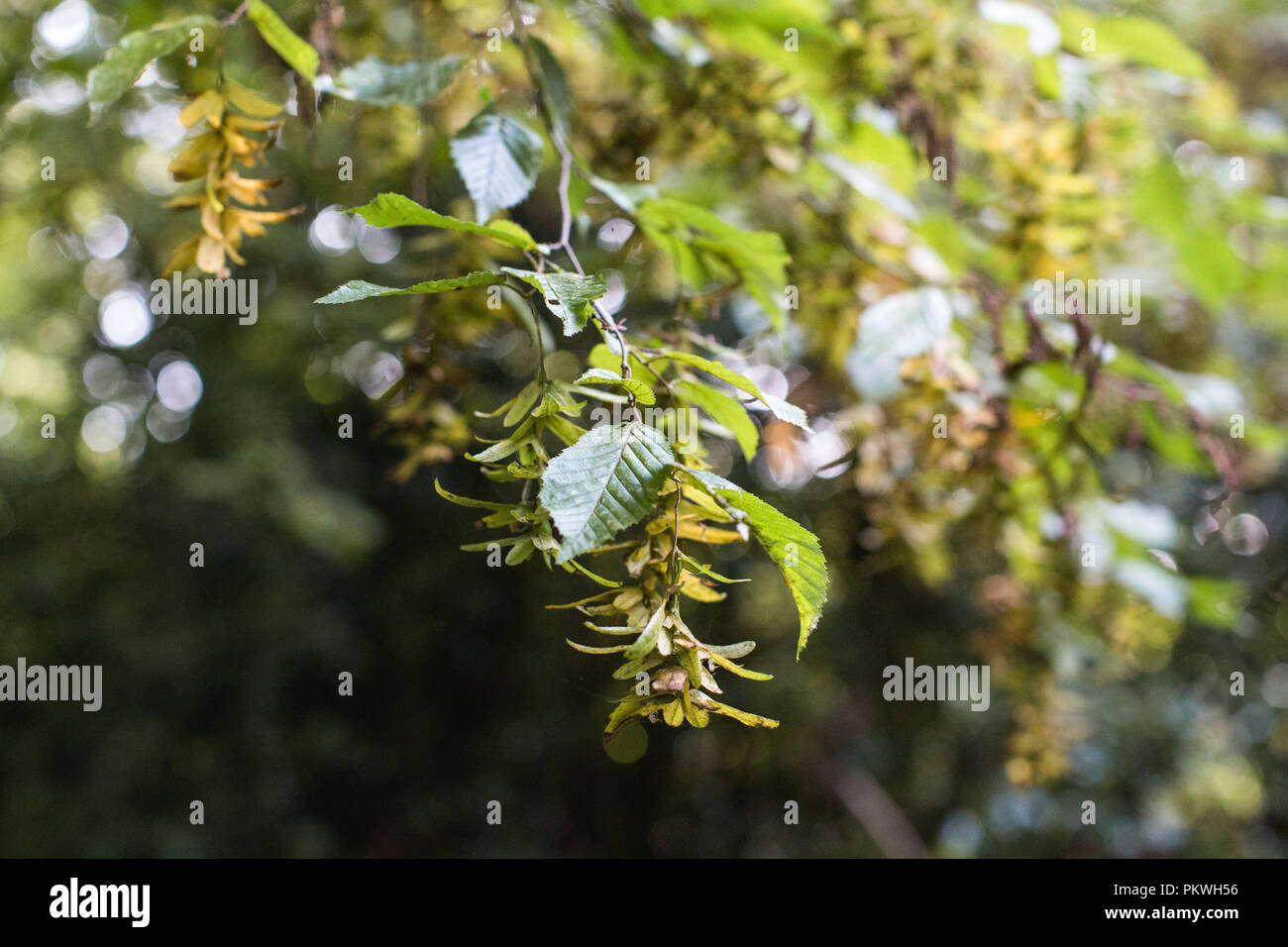 Sycamore Samen reifen auf den Ästen eines Maulbeerfeigenbaum, bereit, Hubschrauber, Kinderspielzeug, Natur, beliebt bei Kindern ist im Herbst in Großbritannien Stockfoto