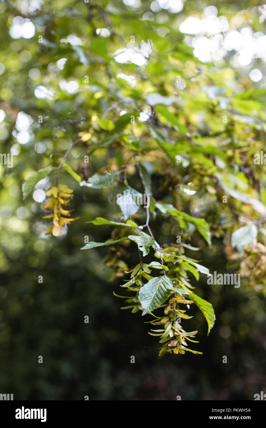Sycamore Samen reifen auf den Ästen eines Maulbeerfeigenbaum, bereit, Hubschrauber, Kinderspielzeug, Natur, beliebt bei Kindern ist im Herbst in Großbritannien Stockfoto