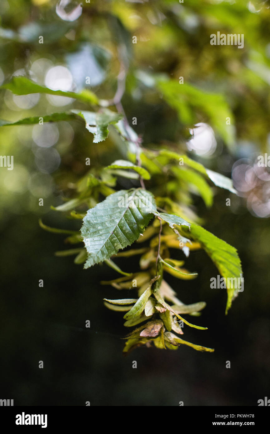 Sycamore Samen reifen auf den Ästen eines Maulbeerfeigenbaum, bereit, Hubschrauber, Kinderspielzeug, Natur, beliebt bei Kindern ist im Herbst in Großbritannien Stockfoto