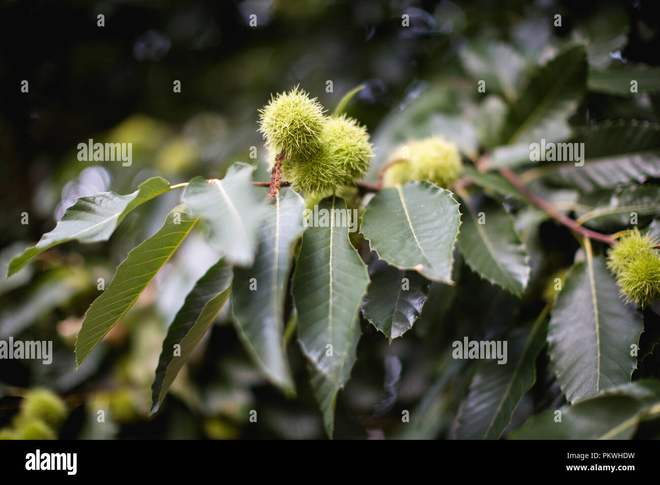 Die Kastanien in Stacheligen grünen Samen fällen Reifung auf den Ästen eines Edelkastanie, bereit, im Herbst in Großbritannien gegessen zu werden. Stockfoto