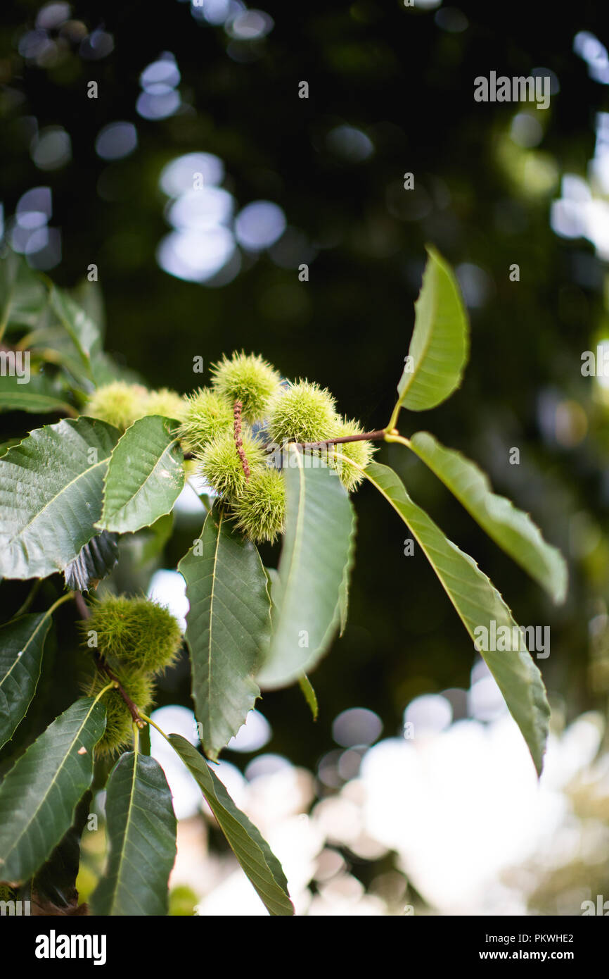 Die Kastanien in Stacheligen grünen Samen fällen Reifung auf den Ästen eines Edelkastanie, bereit, im Herbst in Großbritannien gegessen zu werden. Stockfoto