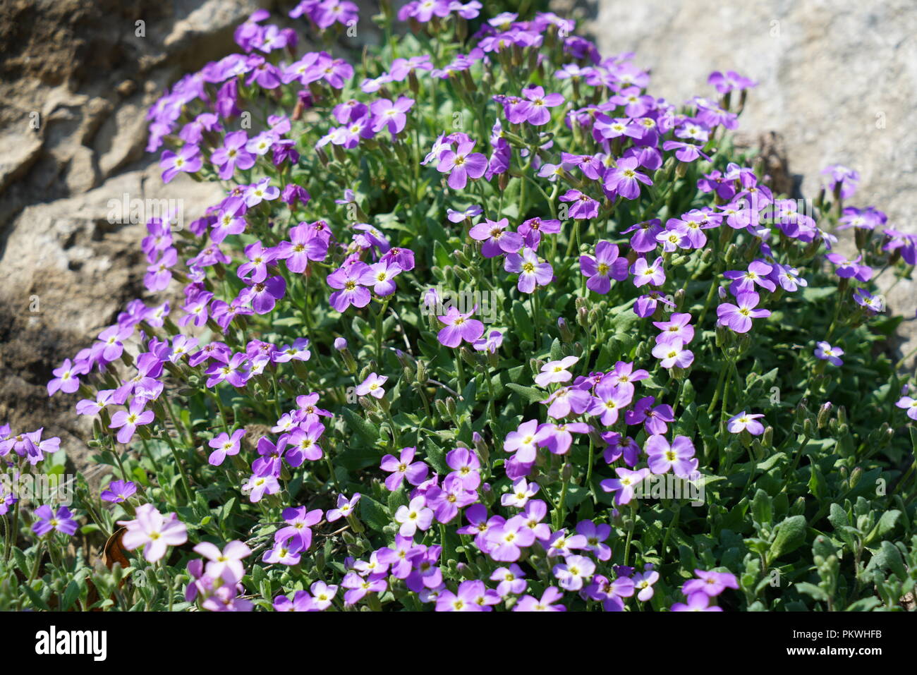 Seltene pflanzen in der familie der asteraceae Stockfotos und bilder