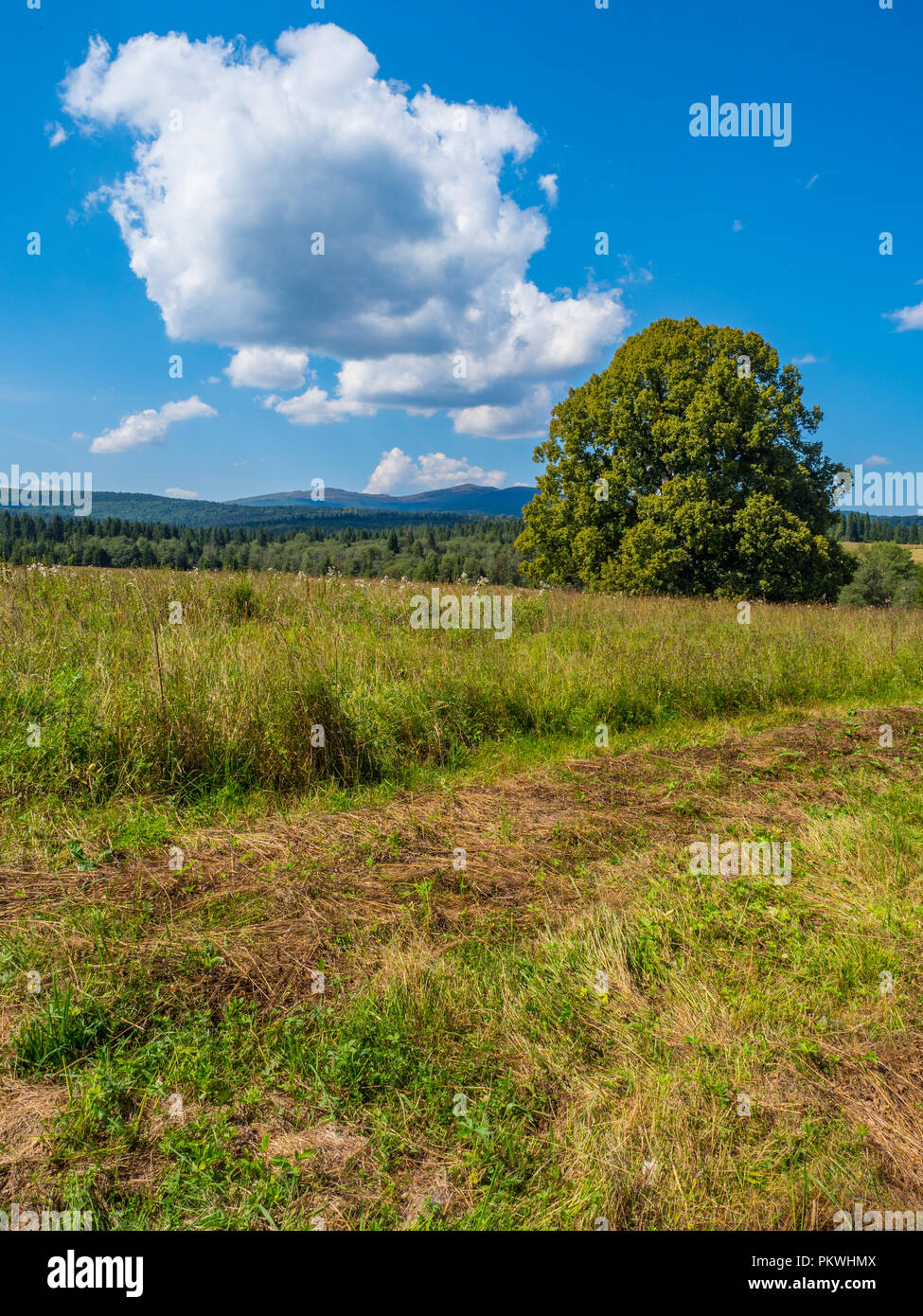Mehrere hundert Jahre alte Linden in der Nähe der Beniowa Dorf im