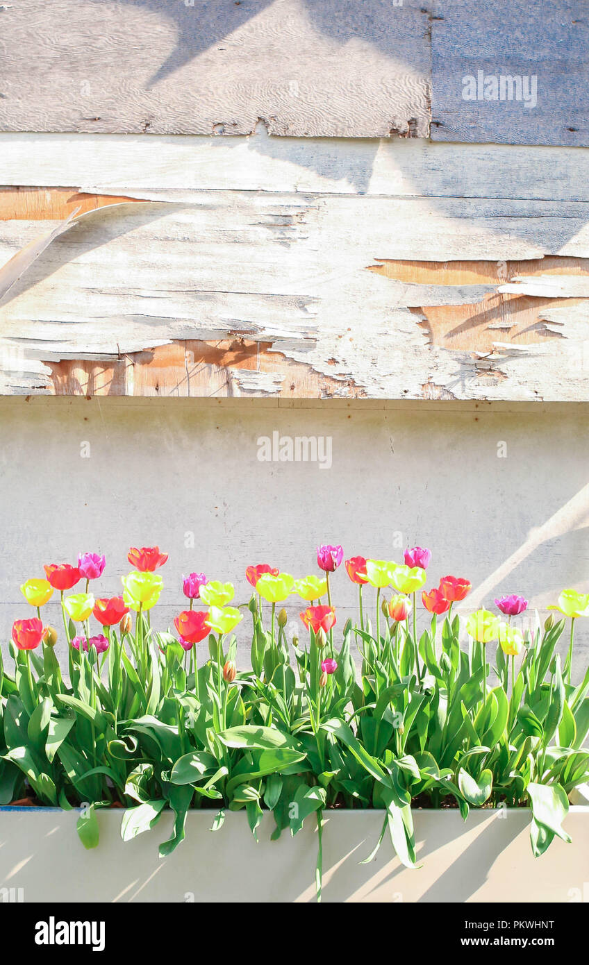 Tulpen im Sonnenschein, gegen einen Schuppen. Stockfoto
