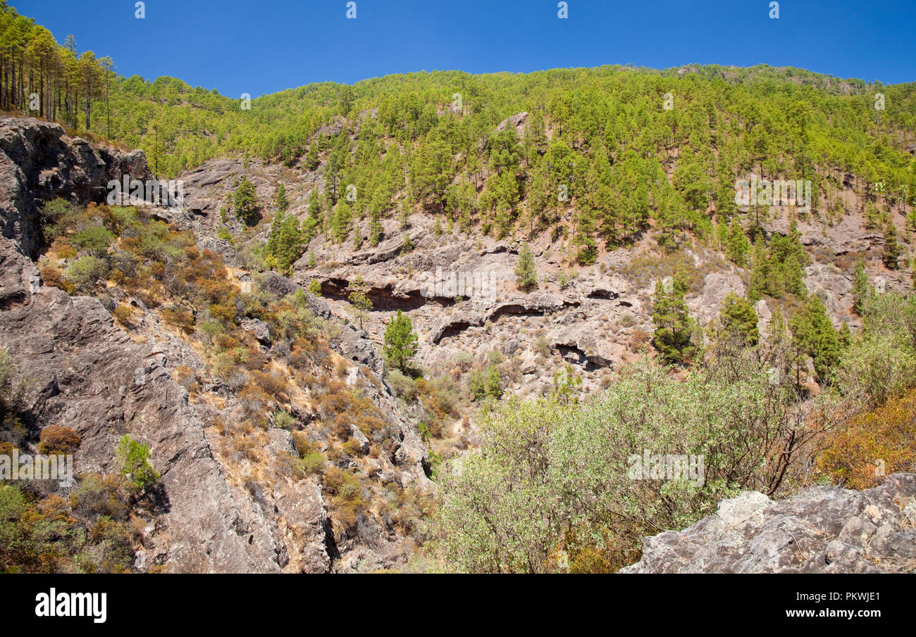 Gran Canaria, Kiefernwälder der Naturpark Tamadaba, valley Hang showng erodierten Oberfläche mit vielen Höhlen und Grotten Stockfoto