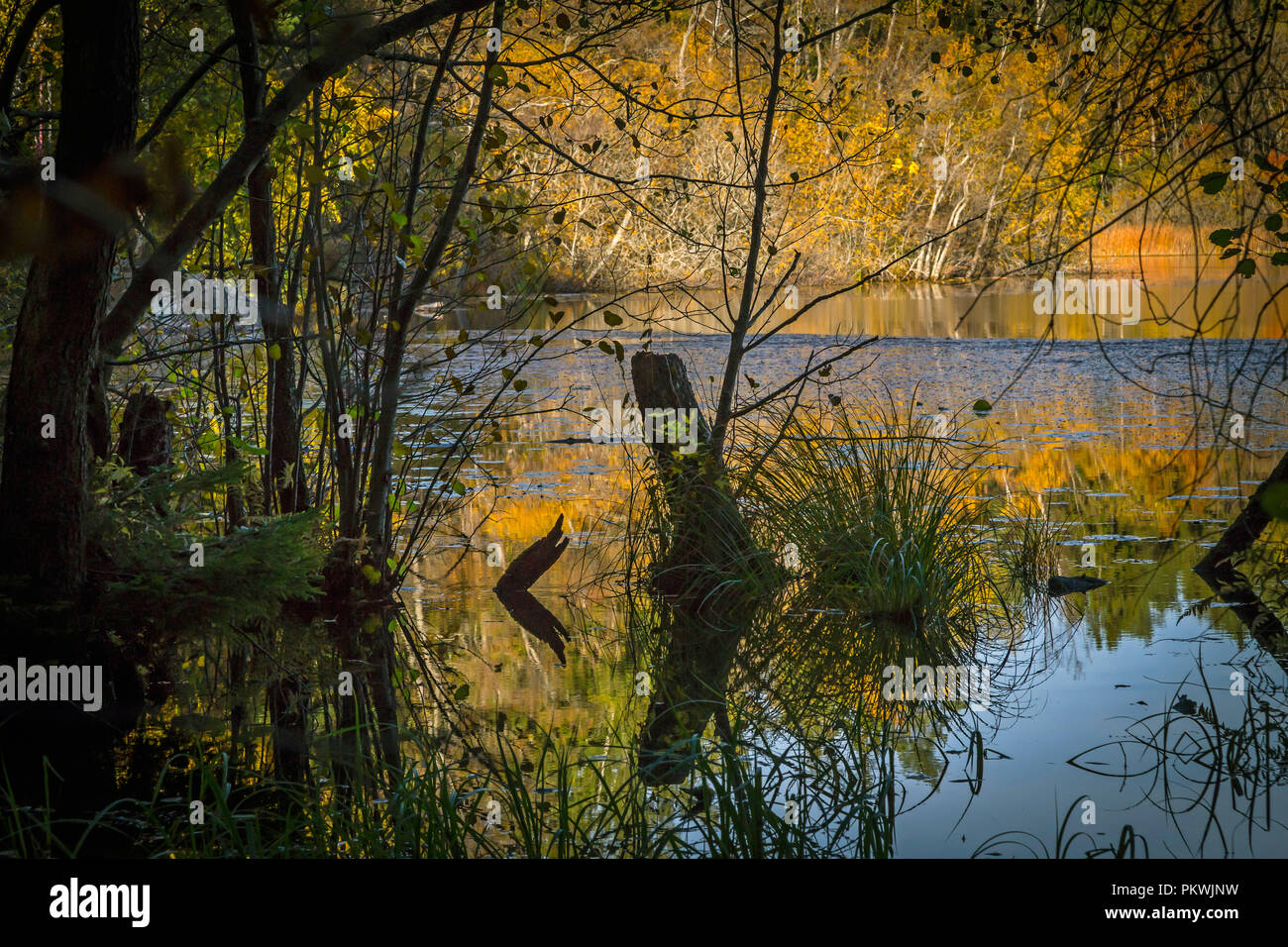 Herbst am See Judarn, Stockholm, Schweden Stockfoto