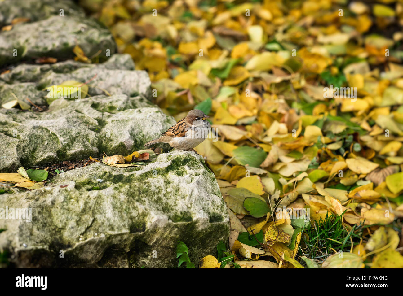 Unauffälliger junge Spatz auf einem Hintergrund aus Naturstein und gelben Blätter im Herbst Stockfoto