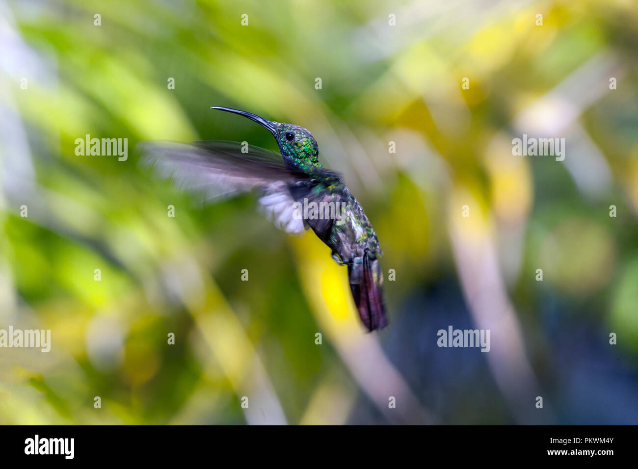 Emerald, dass Kolibris, Abeillia abeillei auch als Abeille von Kolibris bekannt - Stockfoto