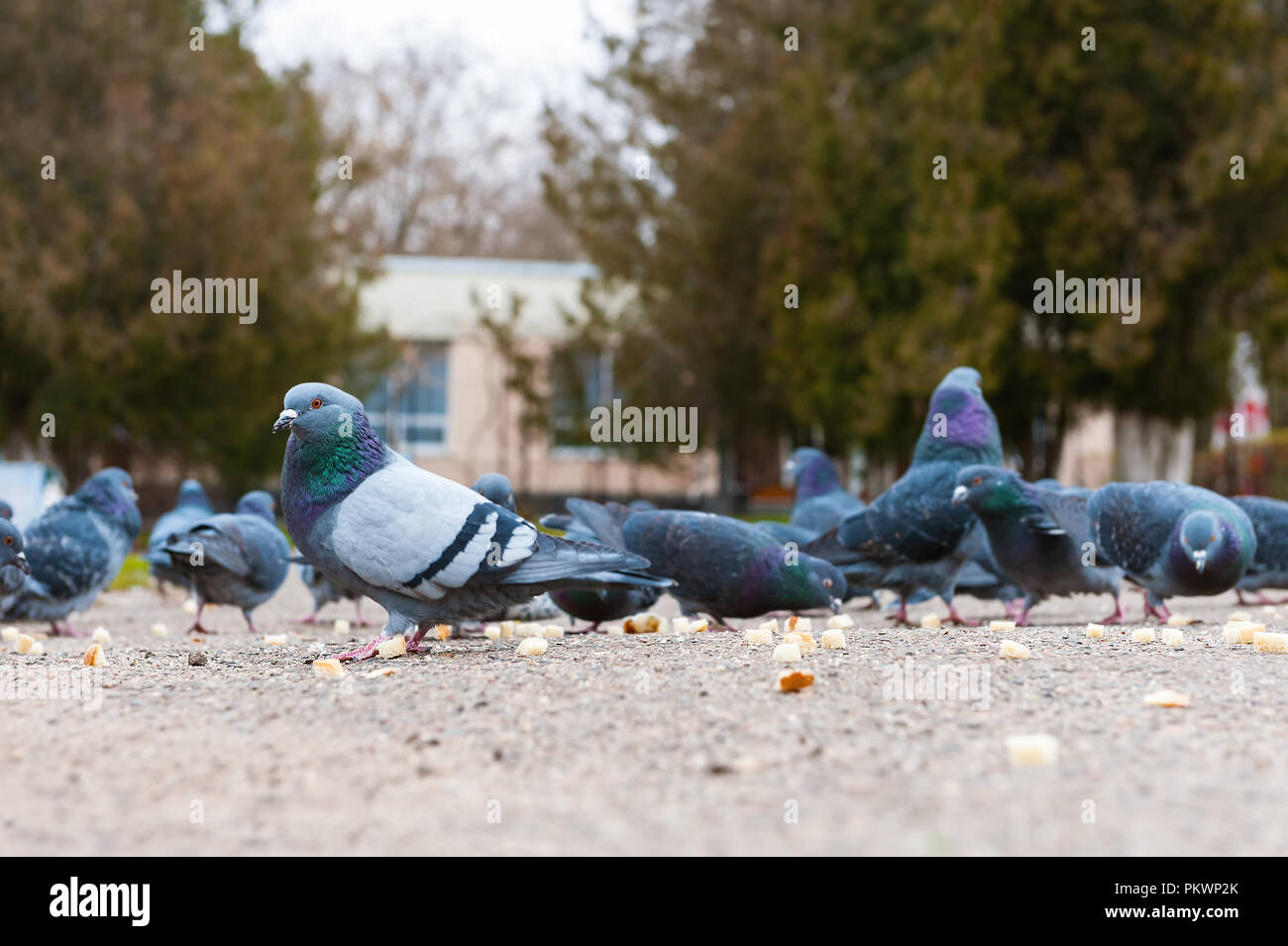 Tauben Brot essen im Park. Horizontales Format Stockfotografie Alamy