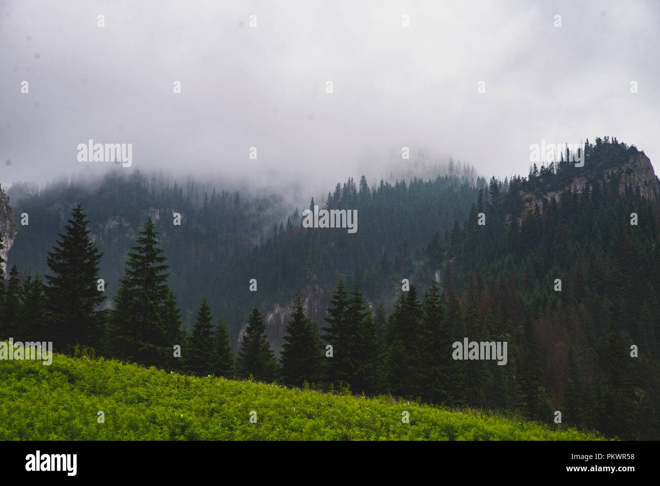 Glade und Berge im Tal des Koscieliska, Tatra, Zakopane Stockfoto