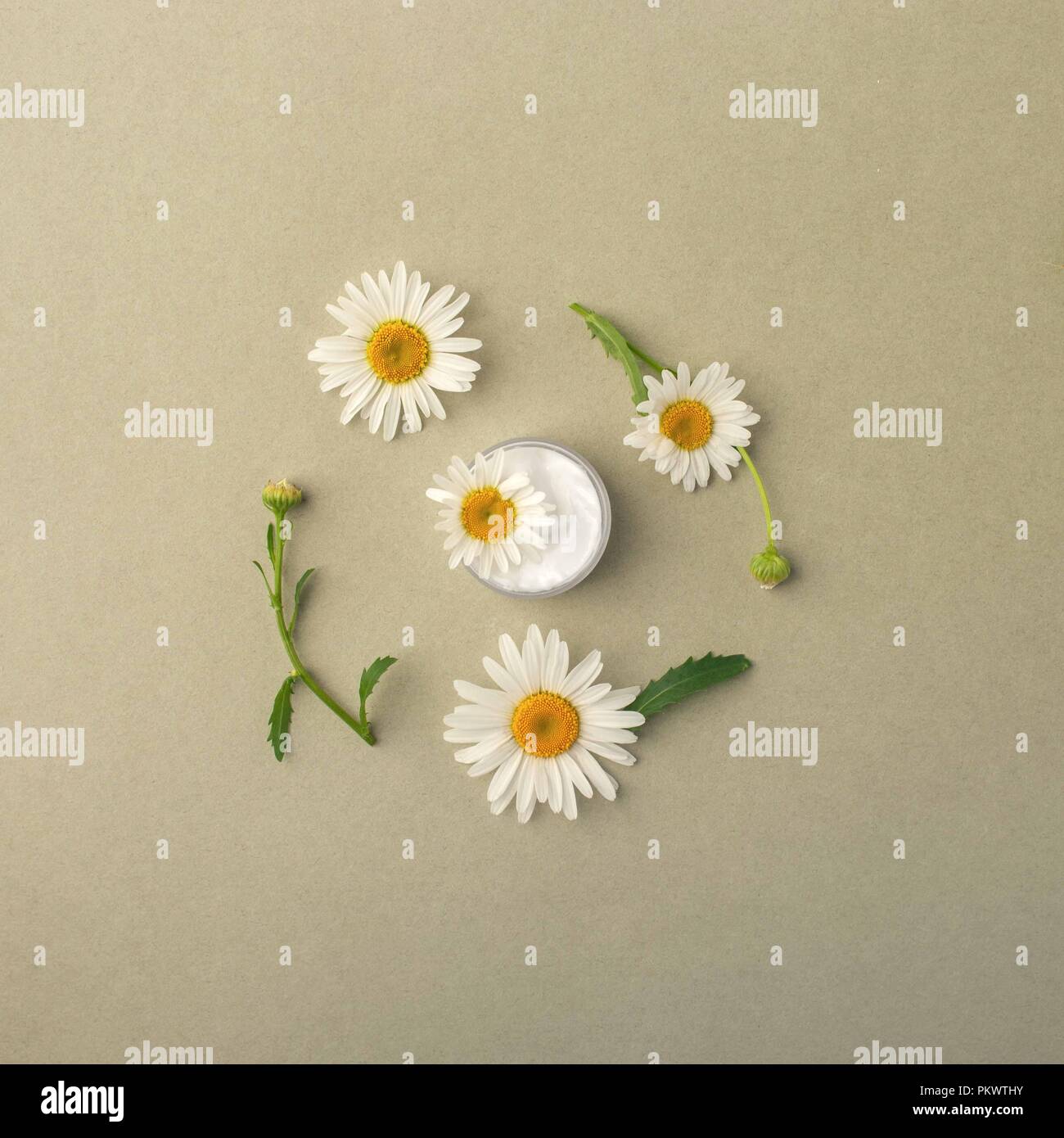 Weiß Kosmetik Konzept auf dem Grün pastell Hintergrund mit Kamillenblüten. Sommer Schönheit flach. Ansicht von oben, Kopieren Raum Stockfoto