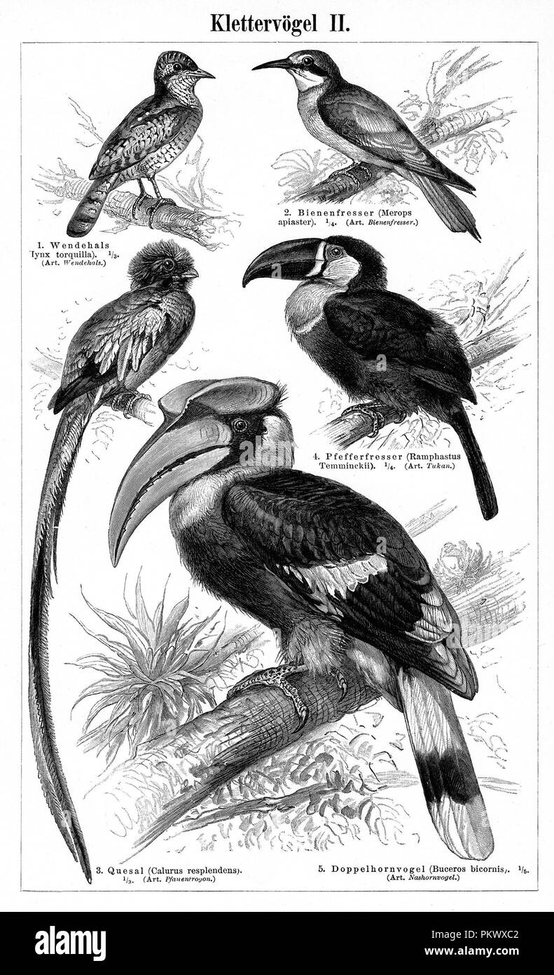 Klettern Vögel, antiken Buchillustrationen, gescannt. Bilder enthalten eine Reihe von Vögeln, die ursprünglich für Enzyklopädien der späten 1800s dargestellt. Stockfoto