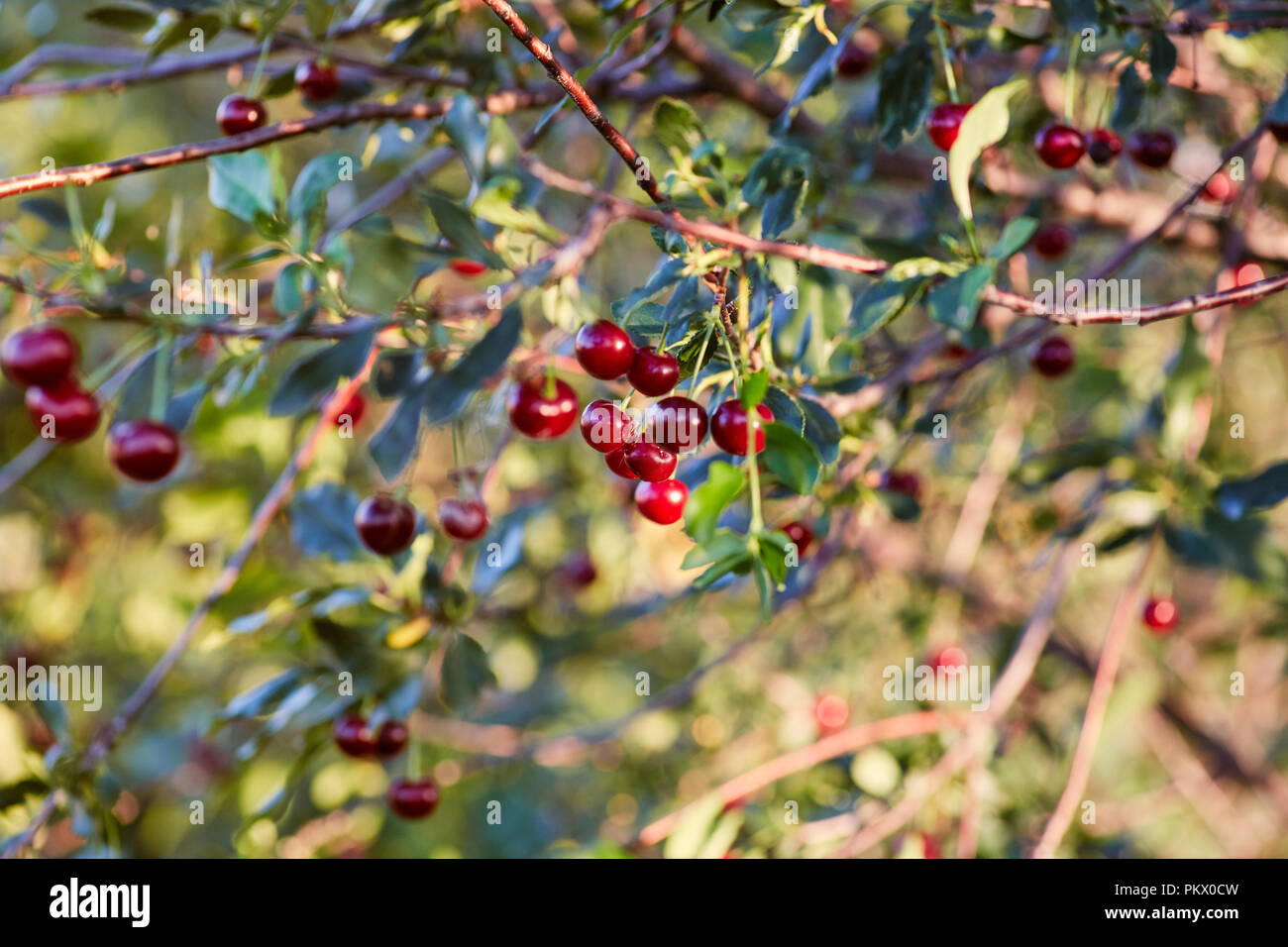 Cherry Tree Branches mit reife rote Beeren Stockfoto