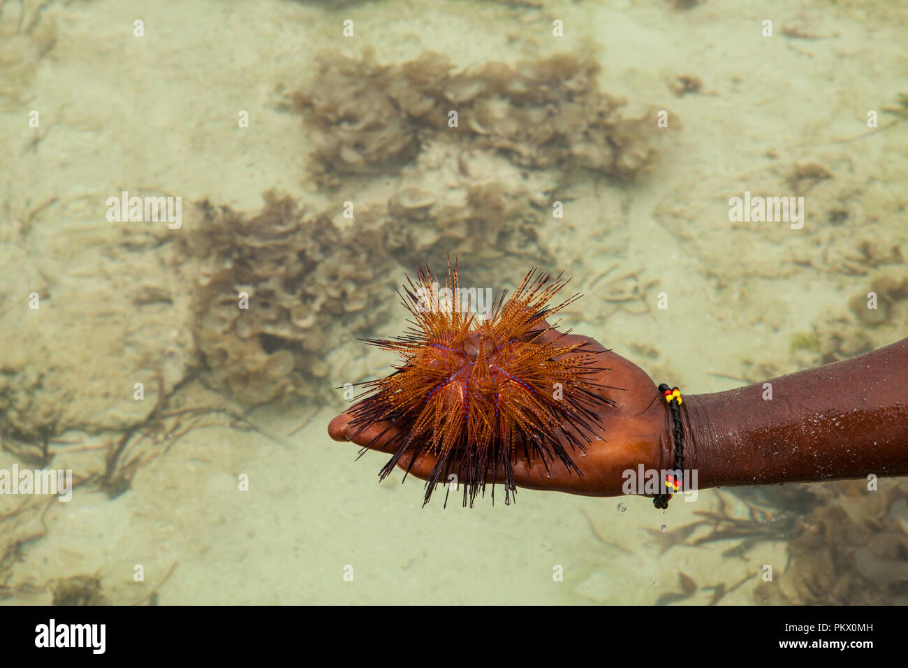 Red sea urchin (Astropyga radiata), gemeinsame Namen Dieser seeigel Seeigel gehören 'Radial' und 'Fire urchins." Galu Beach, Kenia Stockfoto