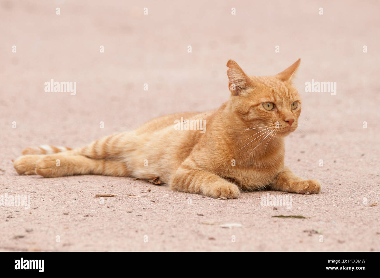 Straße tabby Katze, Orange Street cat, kurze Haare, Kerbe im Ohr, um zu  zeigen, dass sie kastriert sind Stockfotografie - Alamy