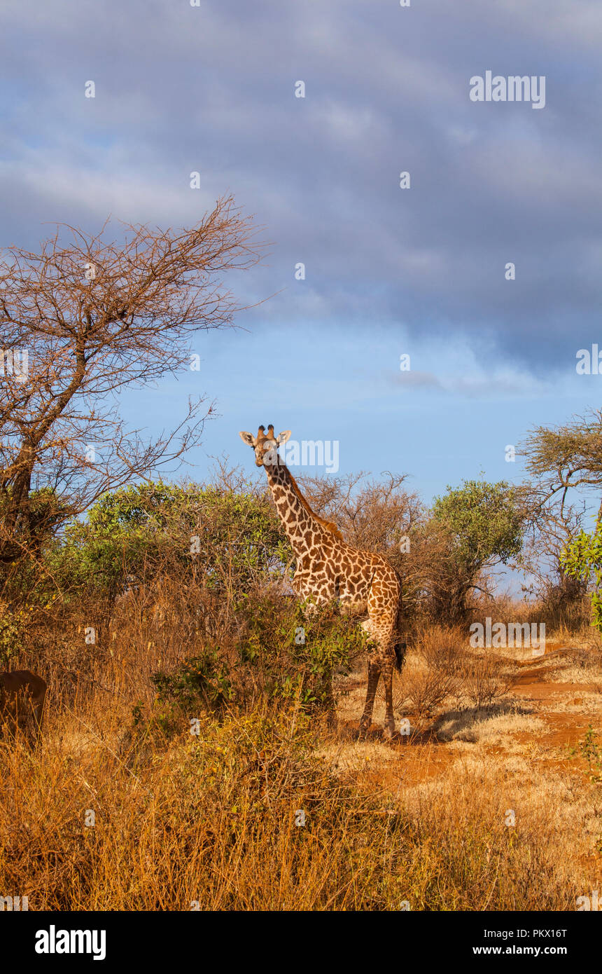 Giraffe im Tsavo-Nationalpark, Kenia Stockfoto