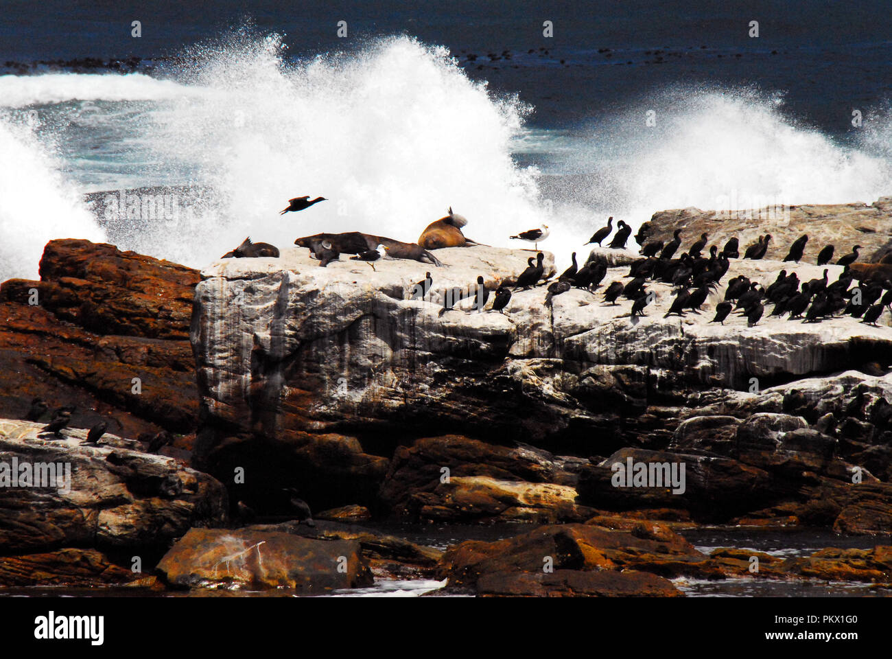 Riesige Wellen, die in der zerklüfteten Küste bedrohen die Sicherheit von Pelzrobben und Kormorane am Kap der Guten Hoffnung in Südafrika. Stockfoto