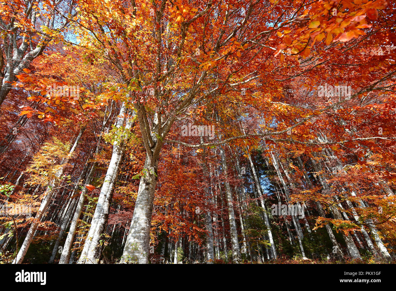 Die Farben eines schönen Herbst Stockfoto