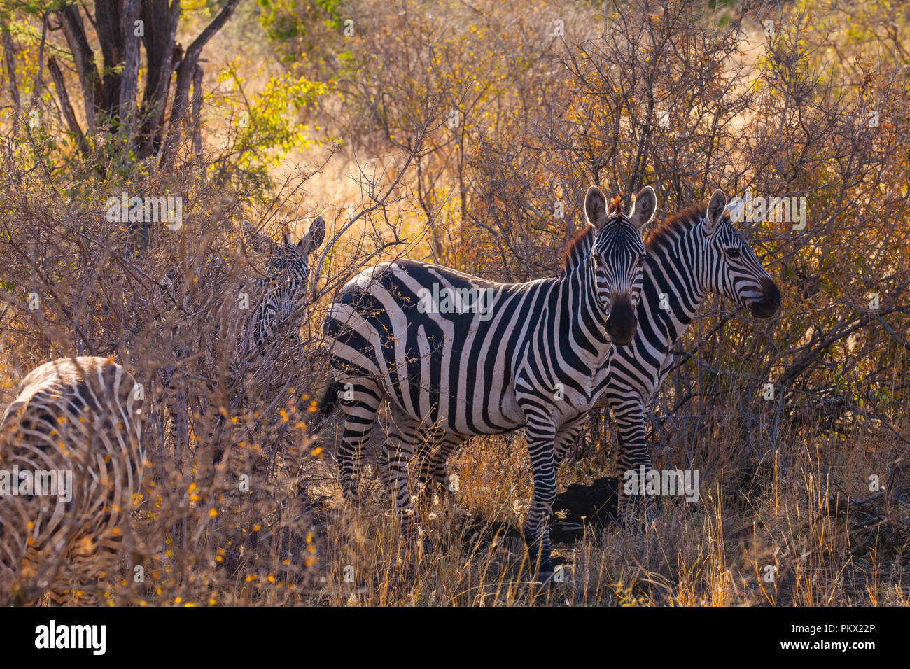 Zebras in der Savanne in Tsavo Ost, Kenia Stockfoto