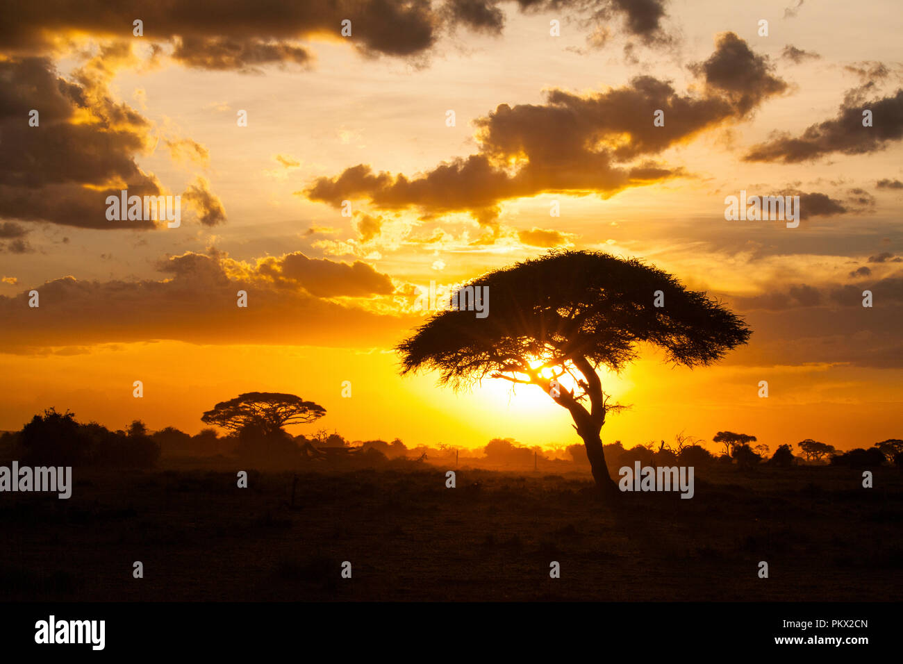 Sonnenuntergang in der Savanne. Amboseli National Park, Kenia Stockfoto