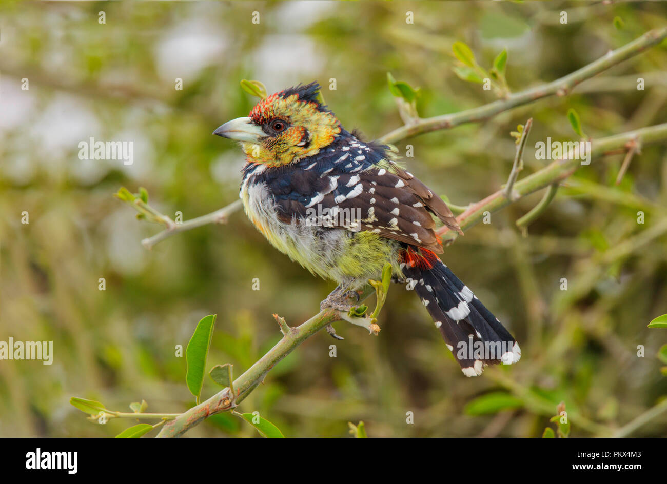 Crested Barbet Trachyphonus vaillantii Mopani Camp, Northern Province, Südafrika, 18. August 2018 nach Lybiidae Stockfoto